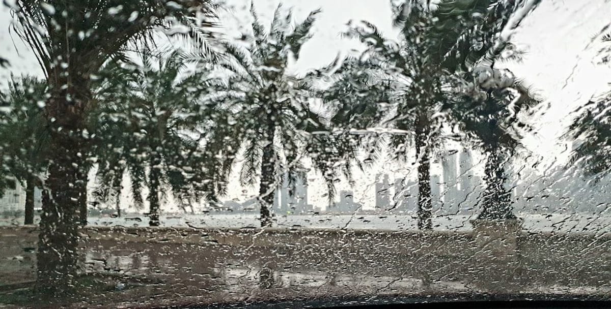 Luxury Living Coral Gables | Winter in Florida Luxury Living Coral Gables | Palm trees in winter rain