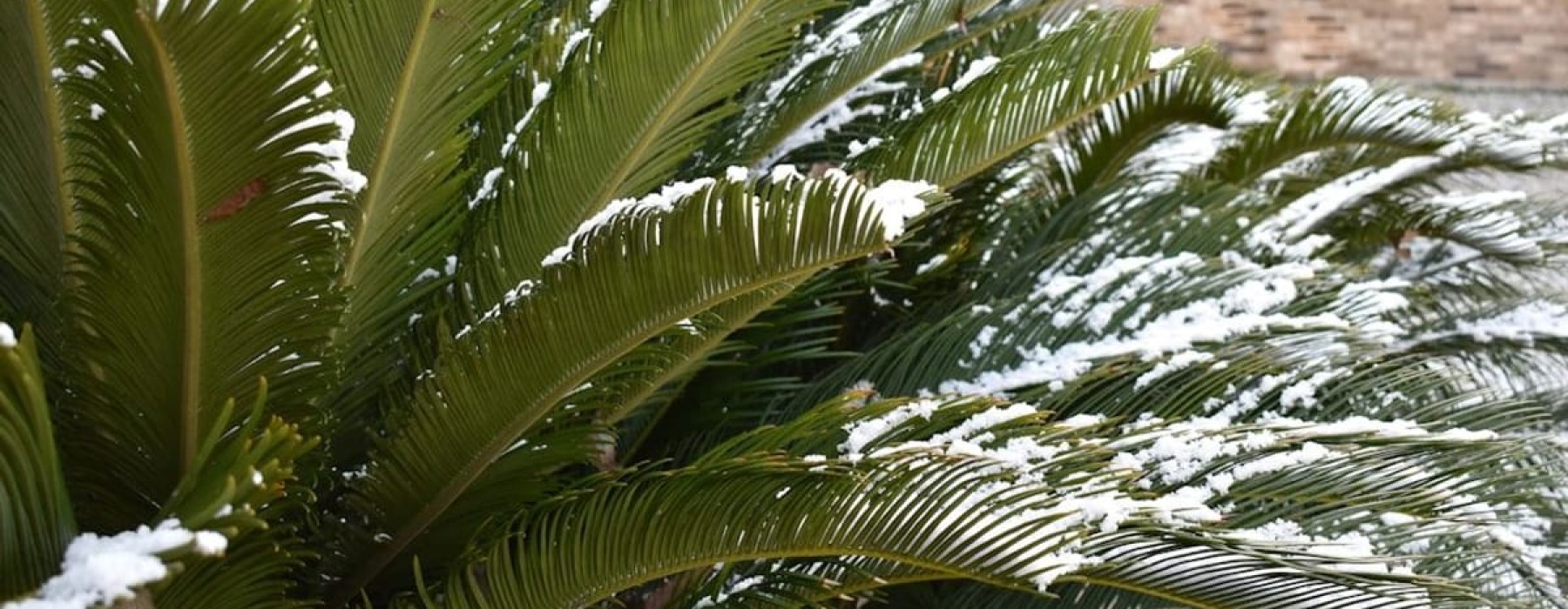 Coral Gables Rental Homes | Palm fronds covered with snow