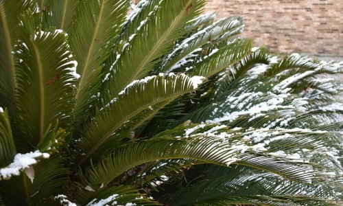 Coral Gables Rental Homes | Palm fronds covered with snow