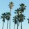 palm trees against a blue sky